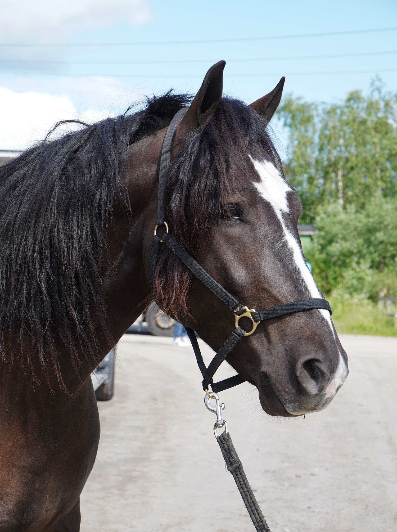 Granbarksborren 250619-8